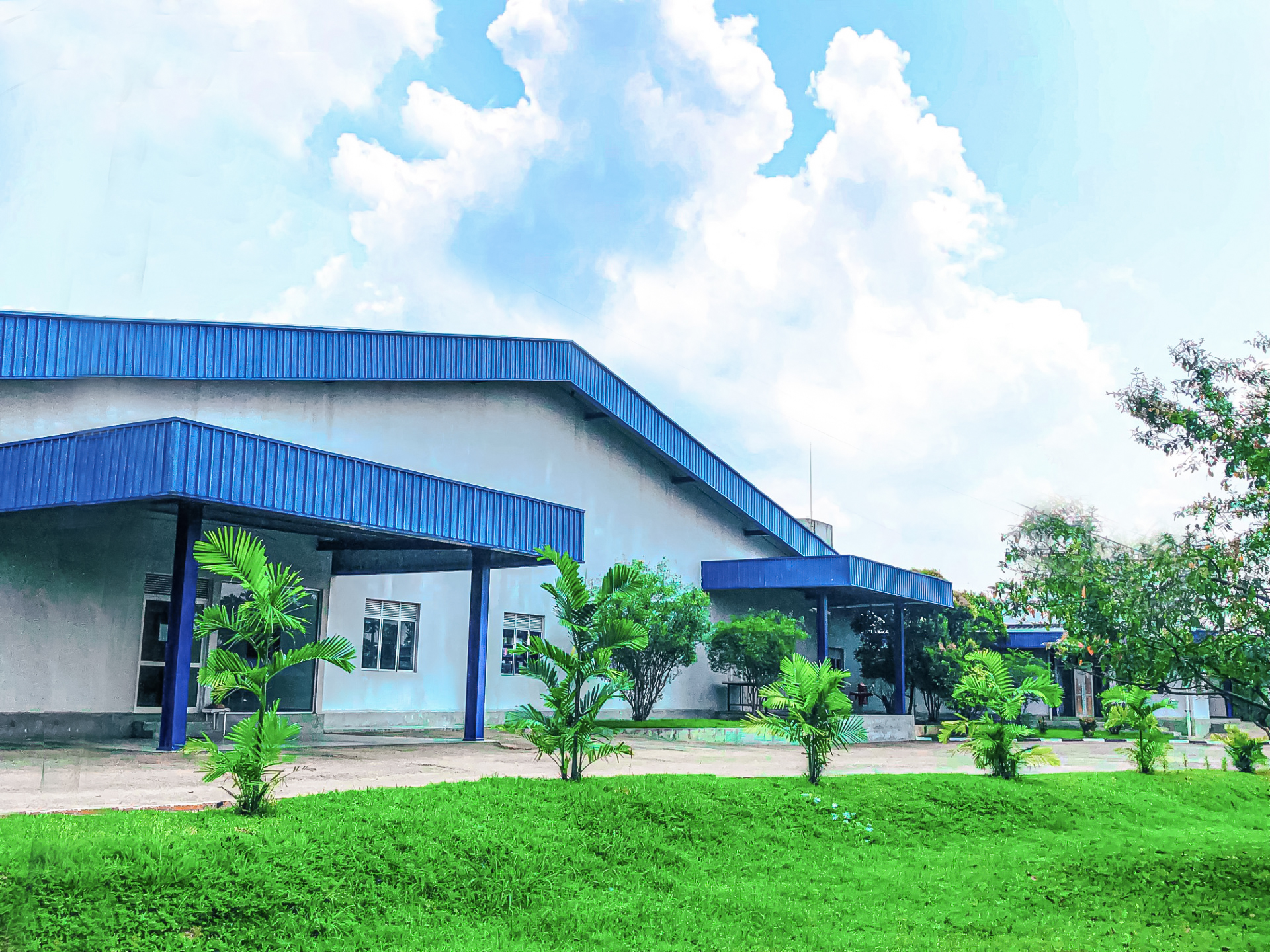 Punanai Plant